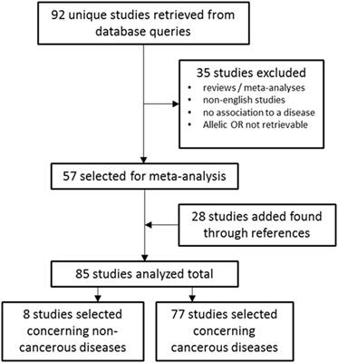 Telomerase Reverse Transcriptase Polymorphism rs2736100: A Balancing Act between Cancer and Non-Cancer Disease, a Meta-Analysis